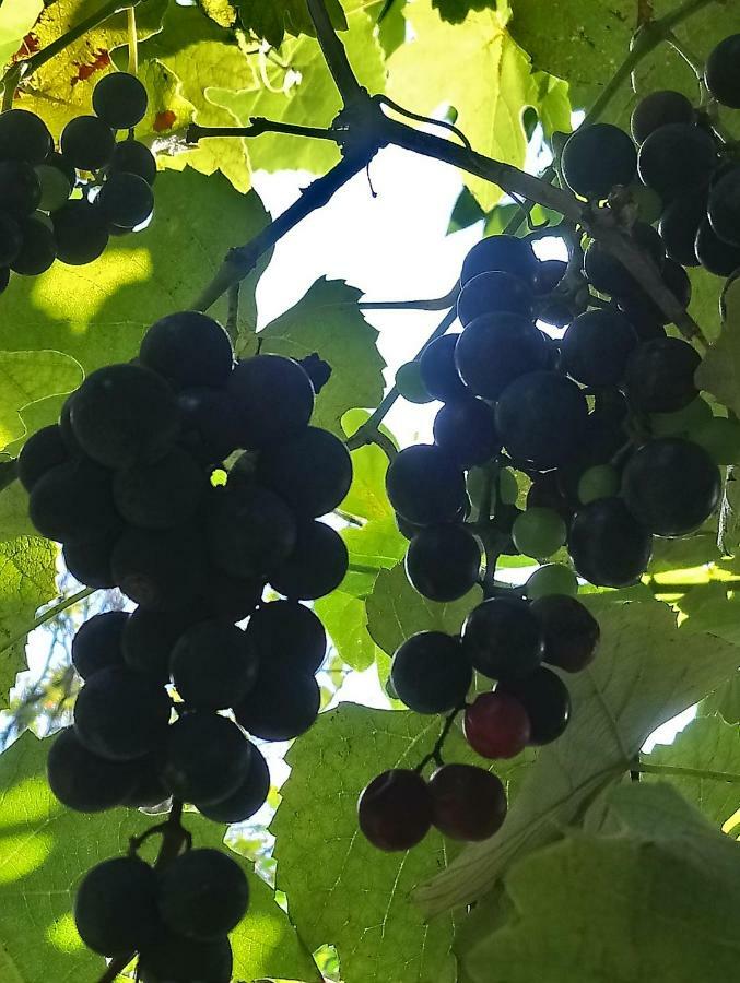 Guest House And Cellar Winery In Ortabatumi Batumi Georgia ภายนอก รูปภาพ